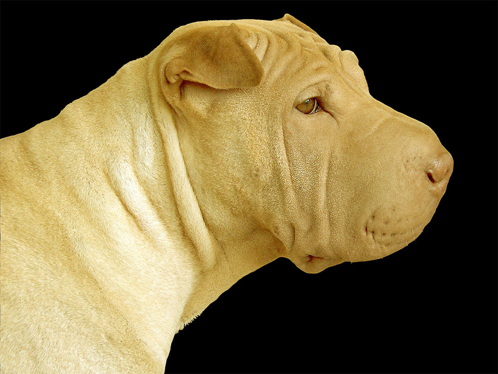 dog-original