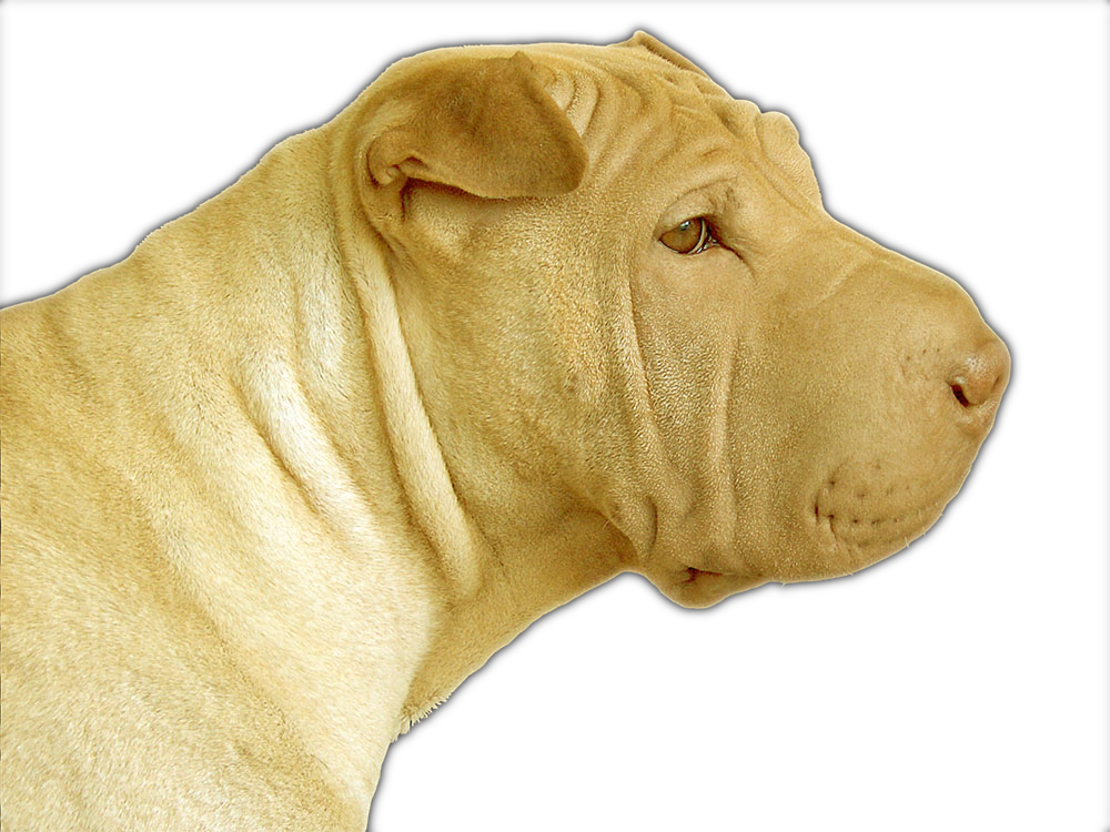 dog-transparent