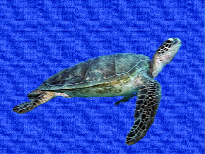 Turtle-Background