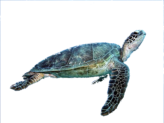 turtle-transparent