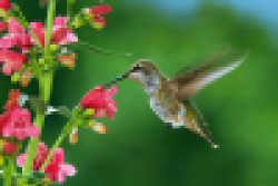 hummingbird - blur effect