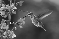 hummingbird - black-white