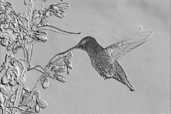 hummingbird - emboss