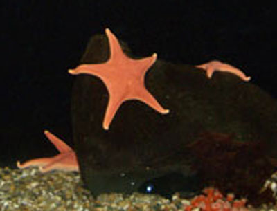 Starfish After Using Crop
