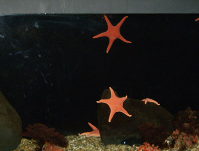 Starfish Before