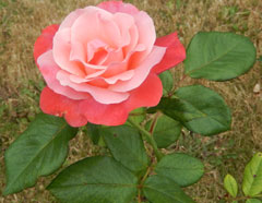 Rose1 original