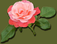 Rose1 with solid background -jpg 