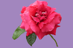 Rose3 with index transparent-png