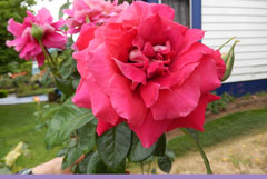 Rose3 original